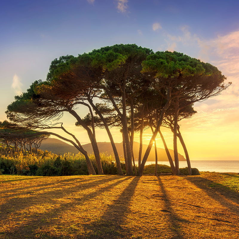 Paesaggio all'interno della Residenza dei Cavalleggeri: un gruppo di alberi al tramonto, con il cielo che si tinge di arancione e rosa.